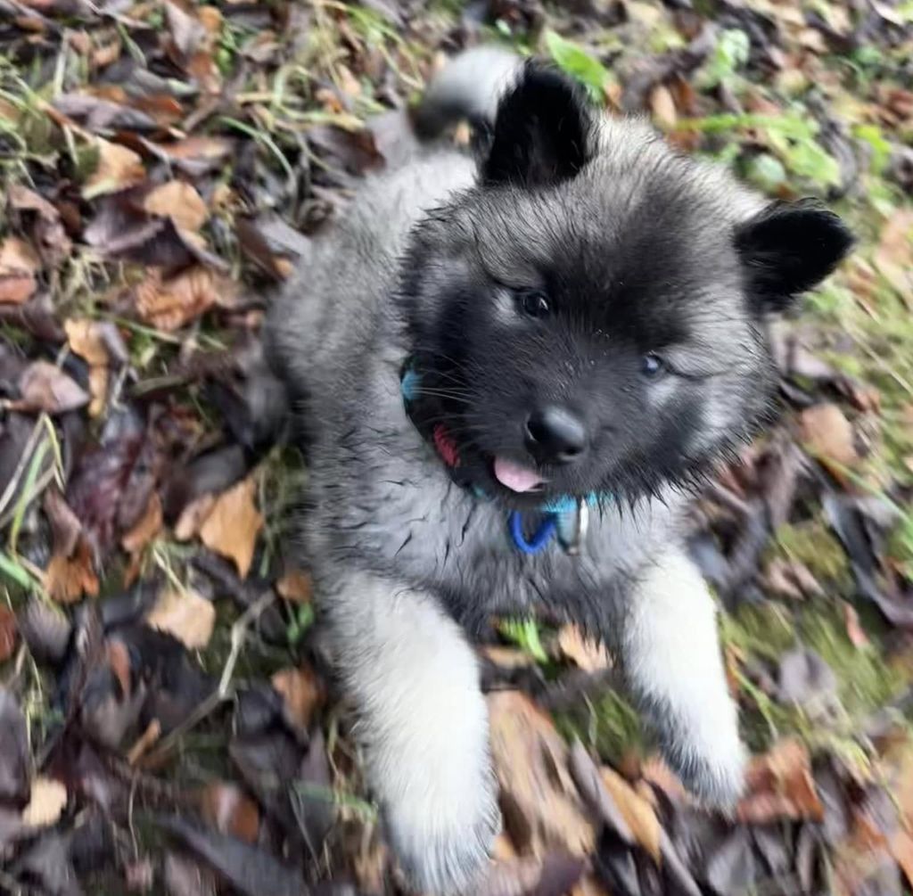 Des Etoiles Nordiques - Chiot disponible  - Eurasier